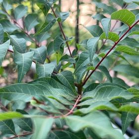 Photo of the plant species Cyprus Turpentine by @AbleAsterium77 named Elle on Greg, the plant care app