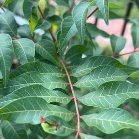 Photo of the plant species Brazilian Peppertree by @AbleAsterium77 named Gregarious on Greg, the plant care app