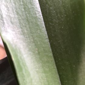 Photo of the plant species Adam's-Needle by @AbleAsterium77 named Clooney on Greg, the plant care app