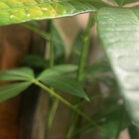 Photo of the plant species Cassava by @AbleAsterium77 named Elle on Greg, the plant care app