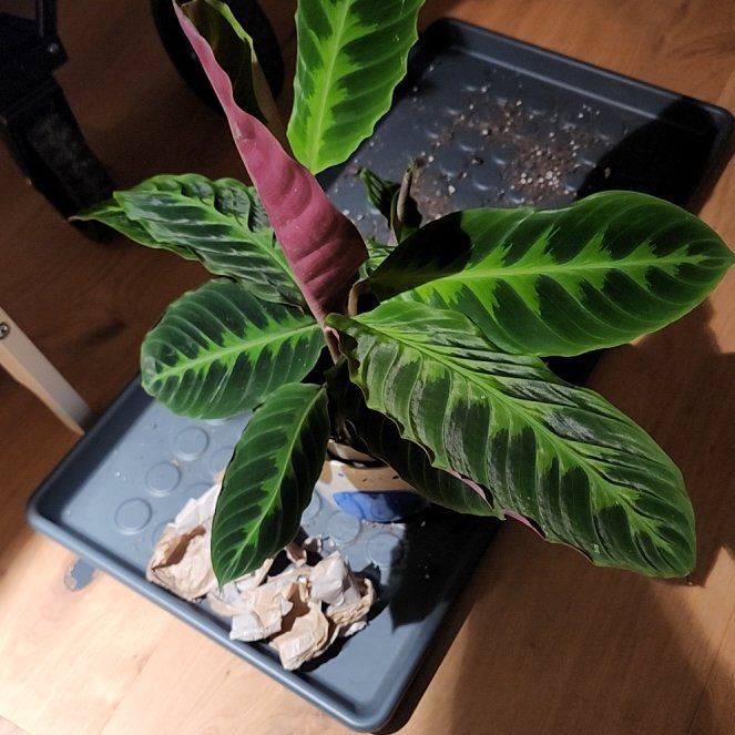 Photo of the plant species Calathea Warscewiczii by @FamousSyngonium named Forrest on Greg, the plant care app