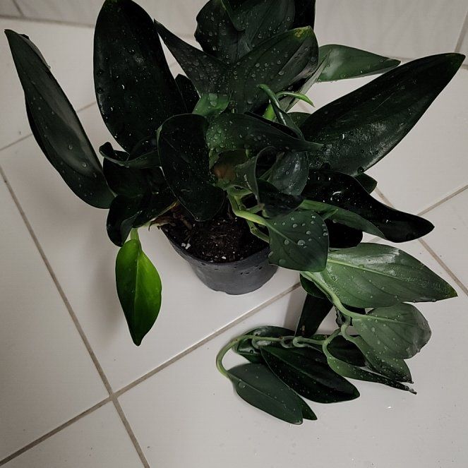 Photo of the plant species Scindapsus treubii 'Dark Form' Variegated by @FamousSyngonium named Fernie Mac on Greg, the plant care app