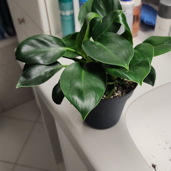 Photo of the plant species Philodendron Princess by @FamousSyngonium named Marilyn on Greg, the plant care app