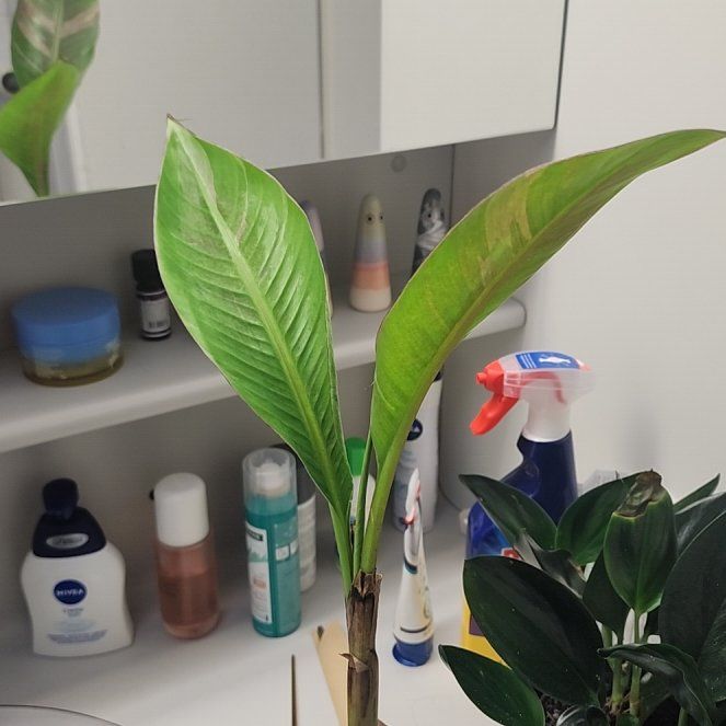 Photo of the plant species Pink Variegated Banana by @FamousSyngonium named Aria T'Loak (back from the dead) on Greg, the plant care app