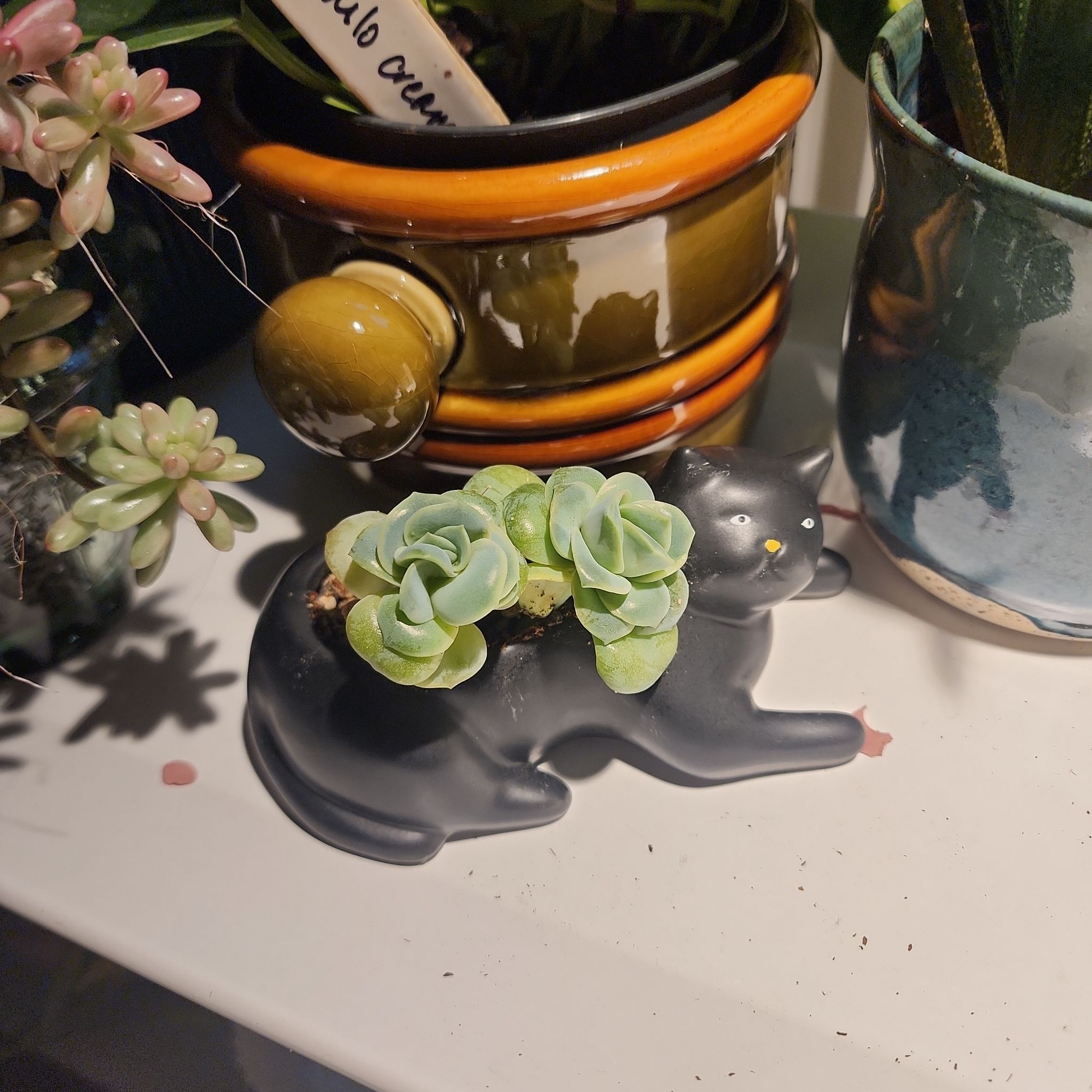 Photo of the plant species Echeveria lovely rose by @FamousSyngonium named Wall-E on Greg, the plant care app