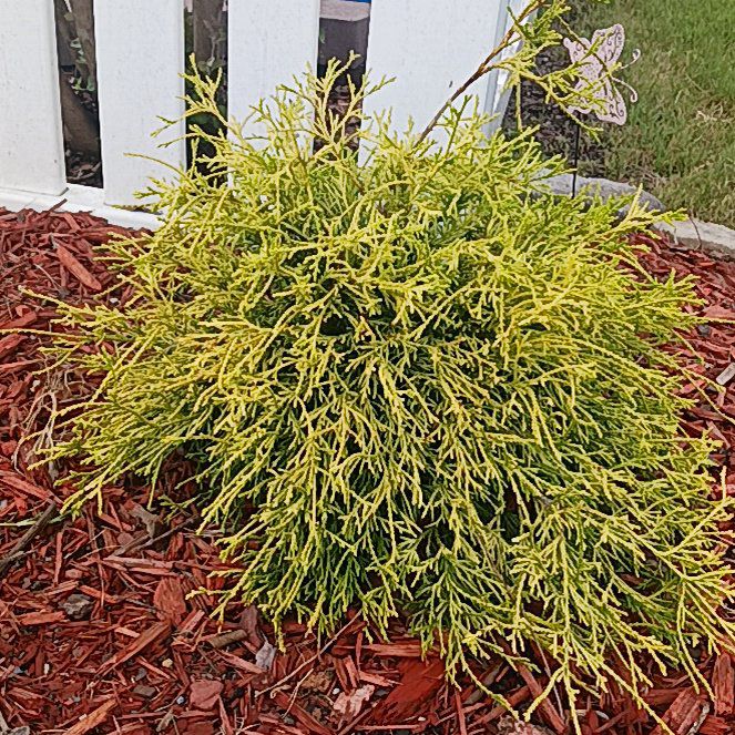 Photo of the plant species False Cypress by @ProApricot48 named Mollie on Greg, the plant care app