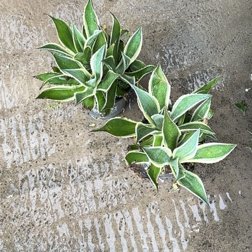 Photo of the plant species Agave Celsii by @HipLacealoe82 named Harper on Greg, the plant care app