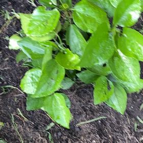 Photo of the plant species Roundleaf Greenbrier by @ExoticDecodon9 named Marley on Greg, the plant care app