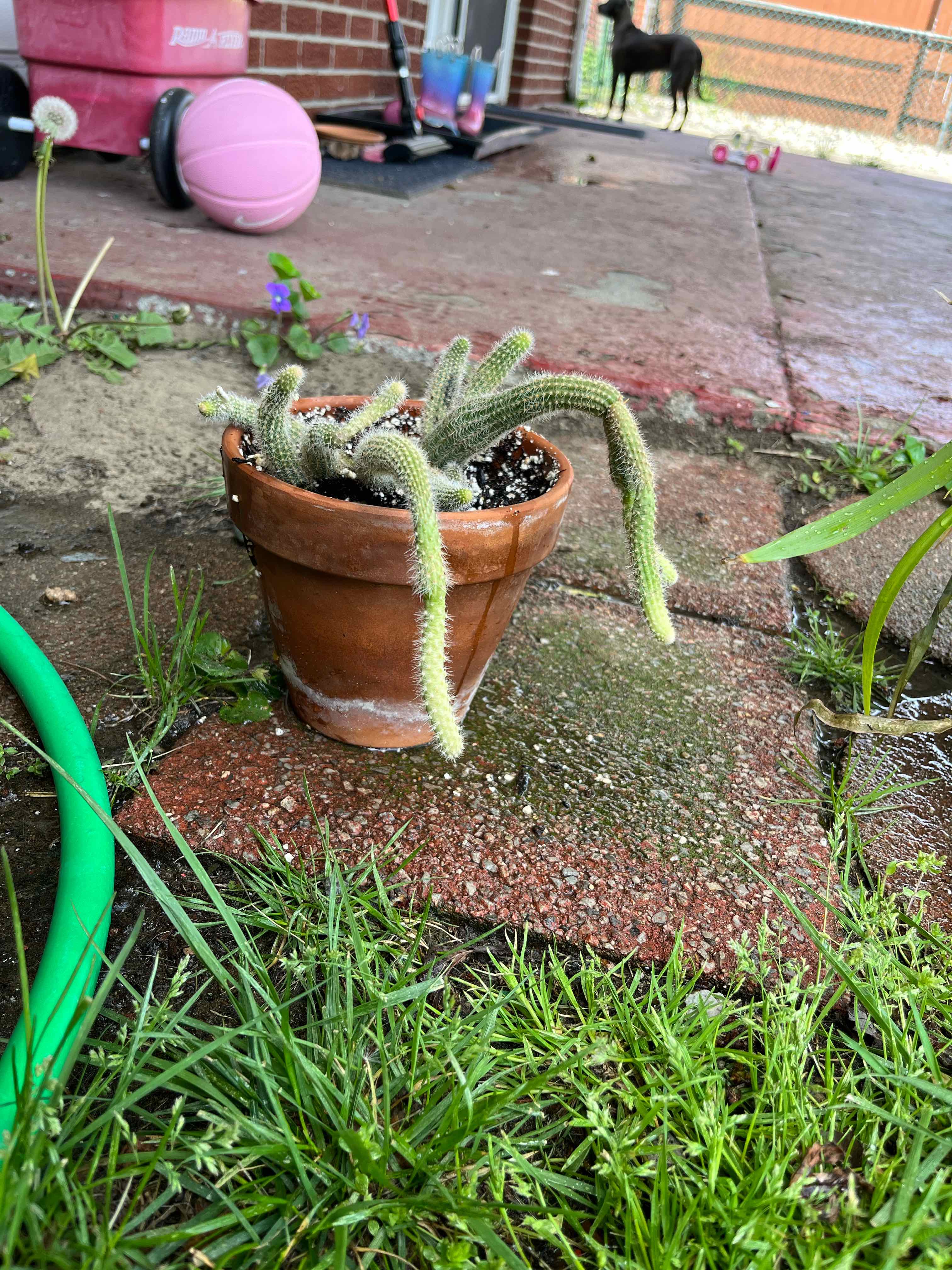 Potted cactus with elongated stems on a paved surface outdoors.
