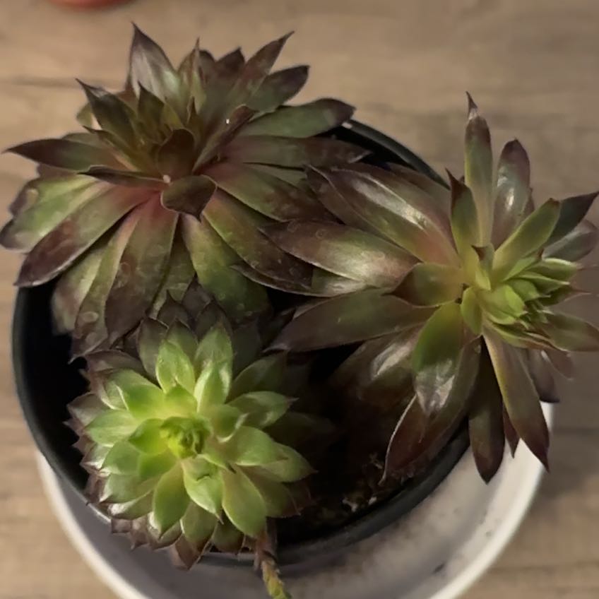 Photo of the plant species Assorted Hens and Chicks by @HotHautree92 named Leonardo on Greg, the plant care app
