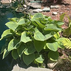Photo of the plant species Hosta by @YesViszsla59 named Shakira on Greg, the plant care app