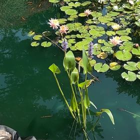 Photo of the plant species Pickerelweed by @YesViszsla59 named Figyonce on Greg, the plant care app