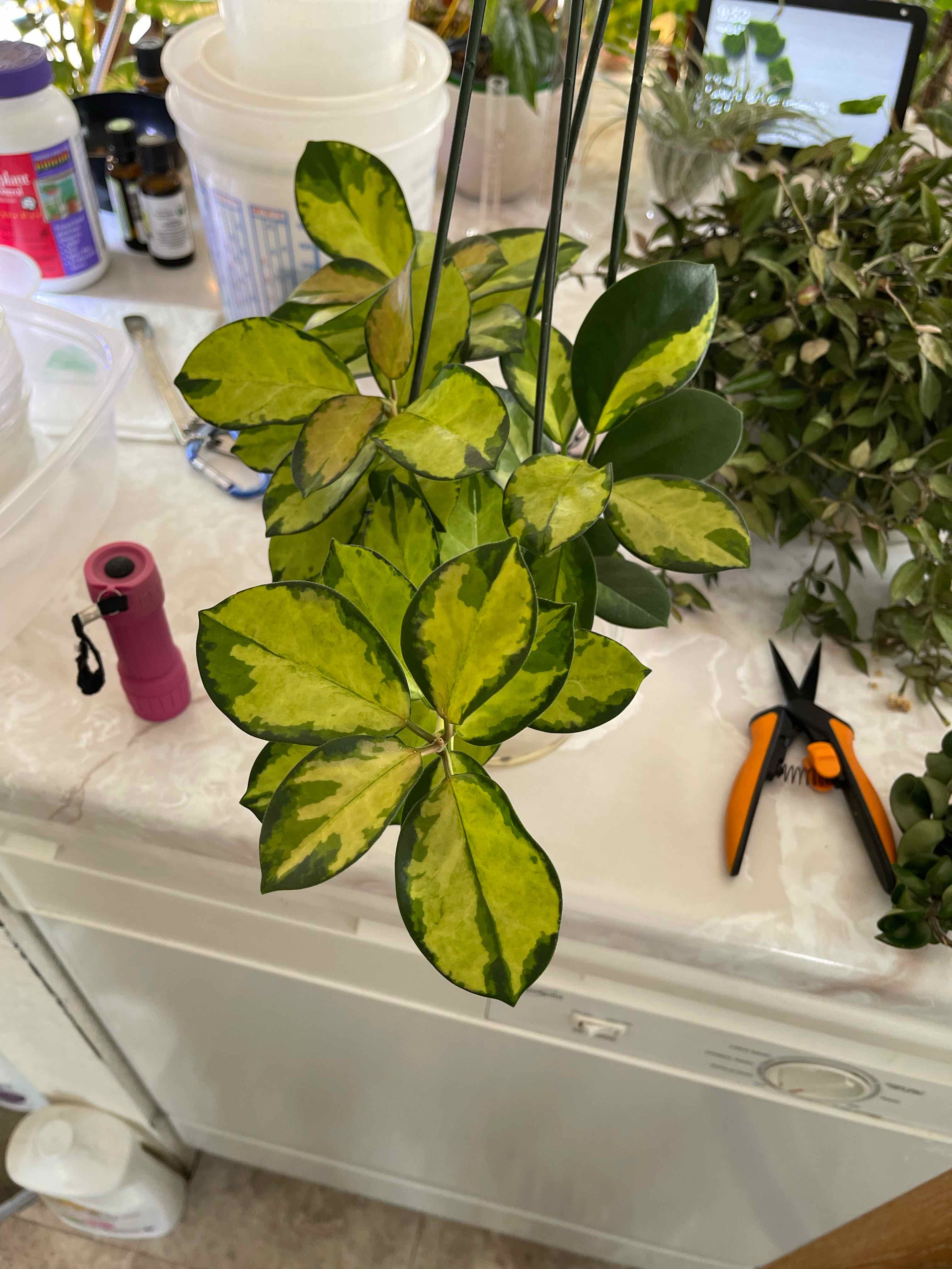 Photo of the plant species Hoya 'Lisa' by James named Lisa on Greg, the plant care app