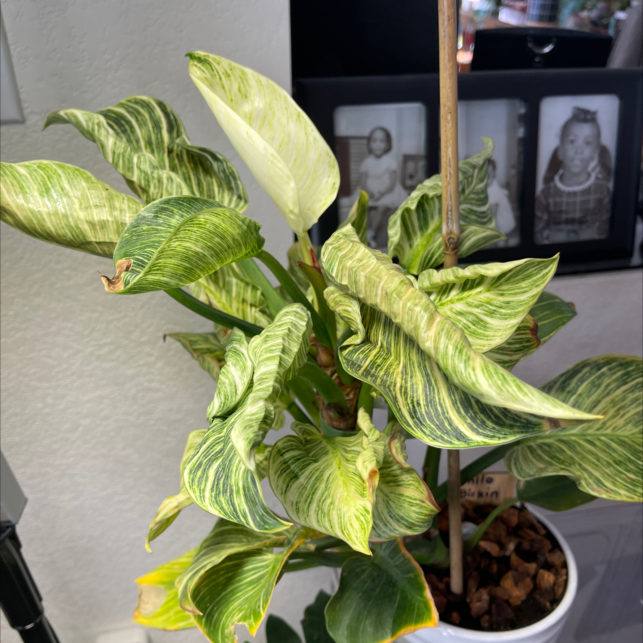 Philodendron Birkin plant photo by James named Stripes LR on Greg, the plant care app.