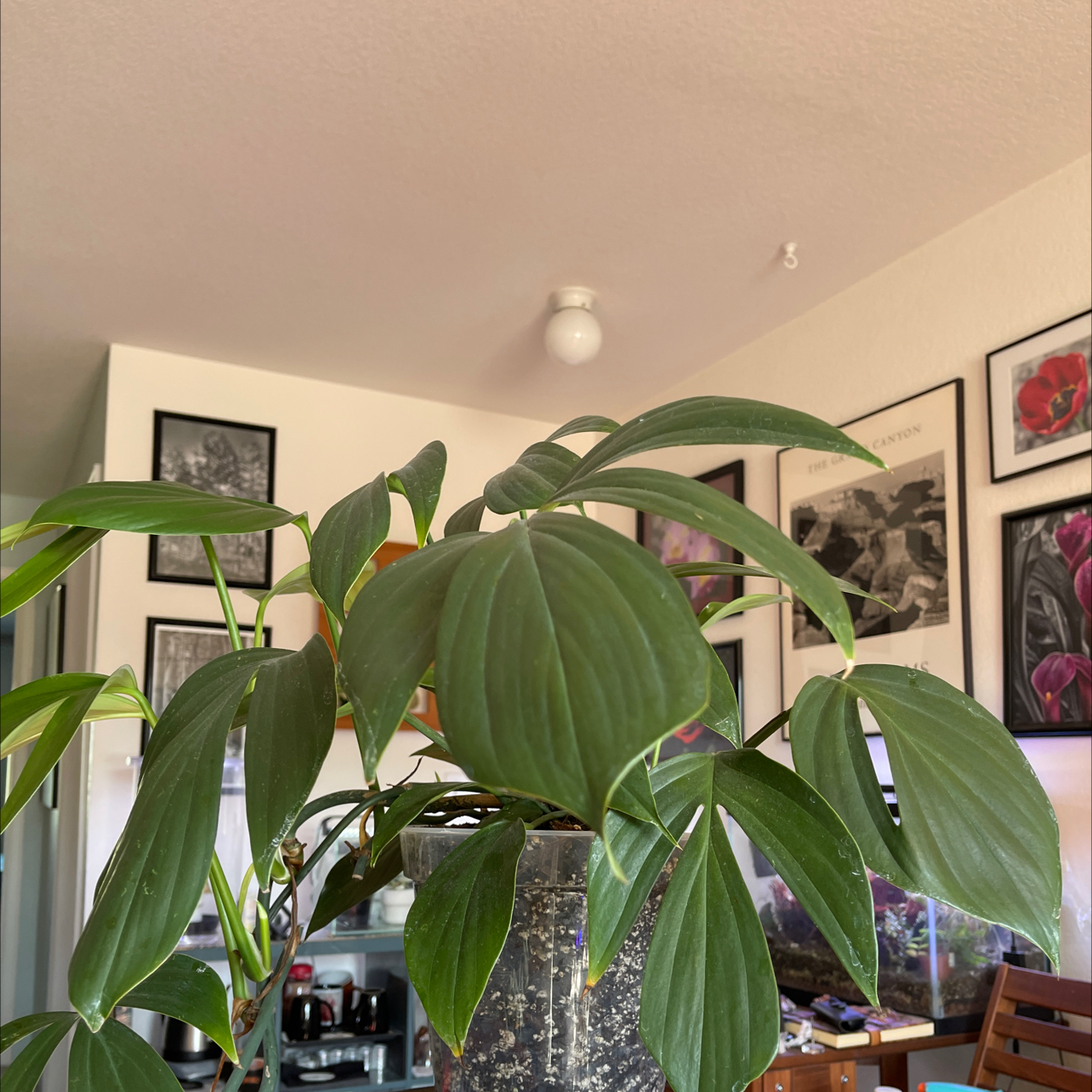 Photo of the plant species Rhaphidophora decursiva by James named Jabberwock Den on Greg, the plant care app