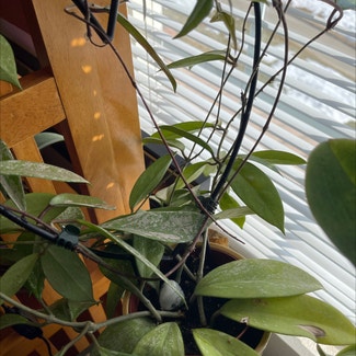 Hoya Pubicalyx plant in Denver, Colorado