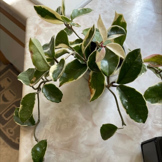 Hoya Carnosa Tricolor plant in Denver, Colorado