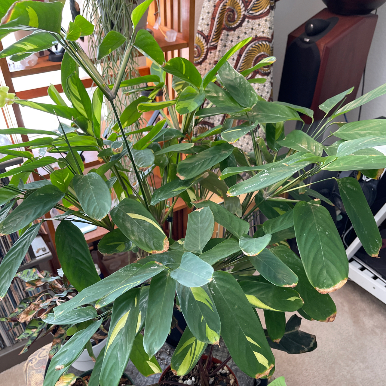Photo of the plant species Golden Mosaic Plant by James named Mary on Greg, the plant care app