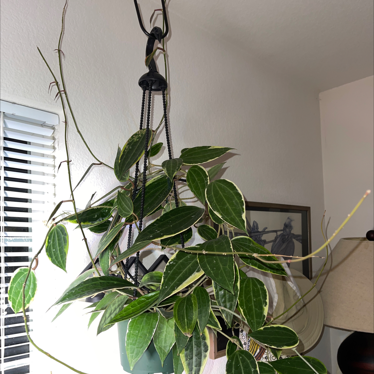Photo of the plant species Hoya Latifolia by James named Latimore on Greg, the plant care app