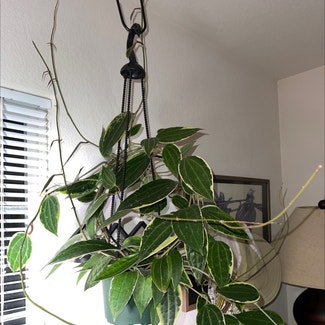 Hoya Latifolia plant in Denver, Colorado