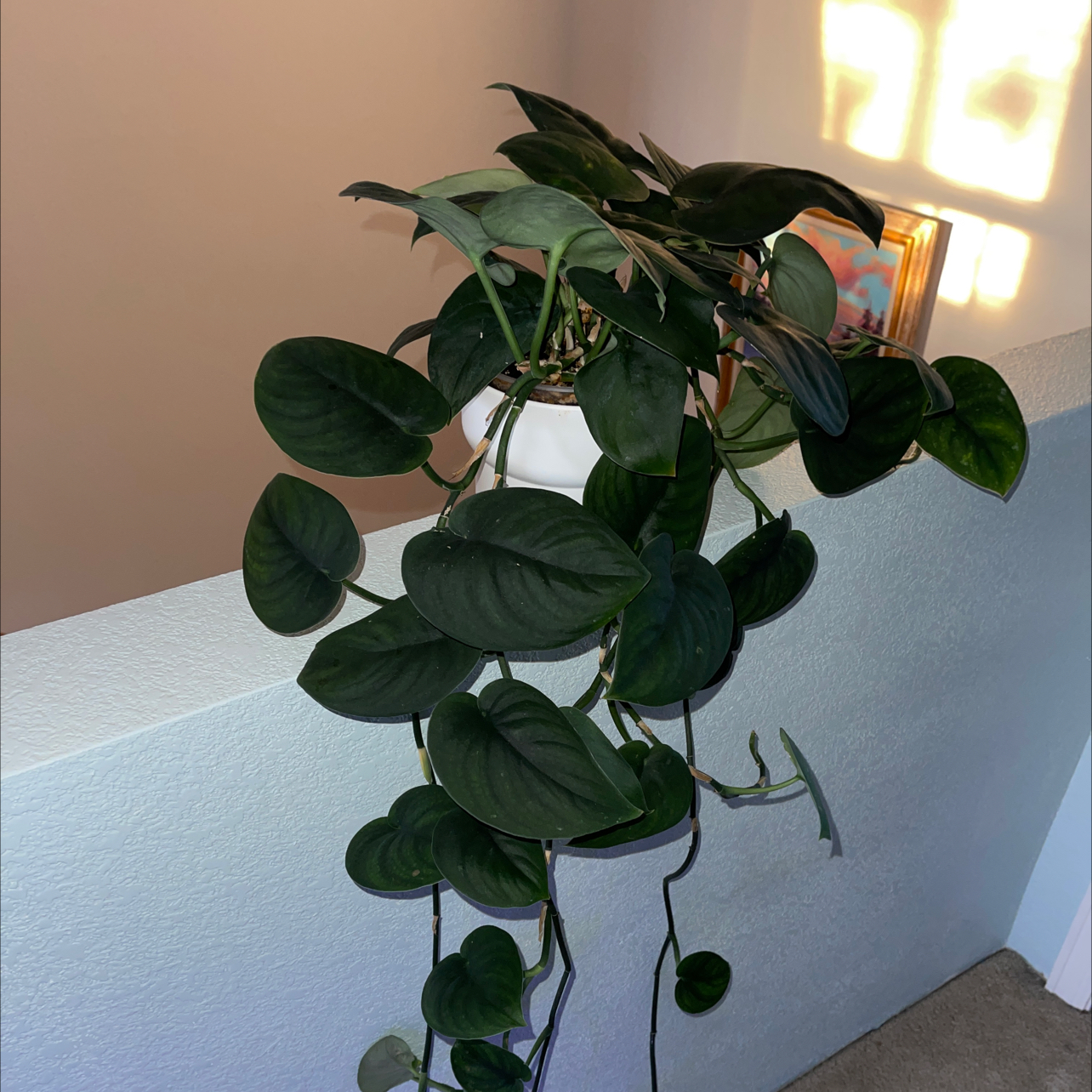 Scindapsus pictus 'Silver Hero' plant with dark green leaves, well-framed and healthy.
