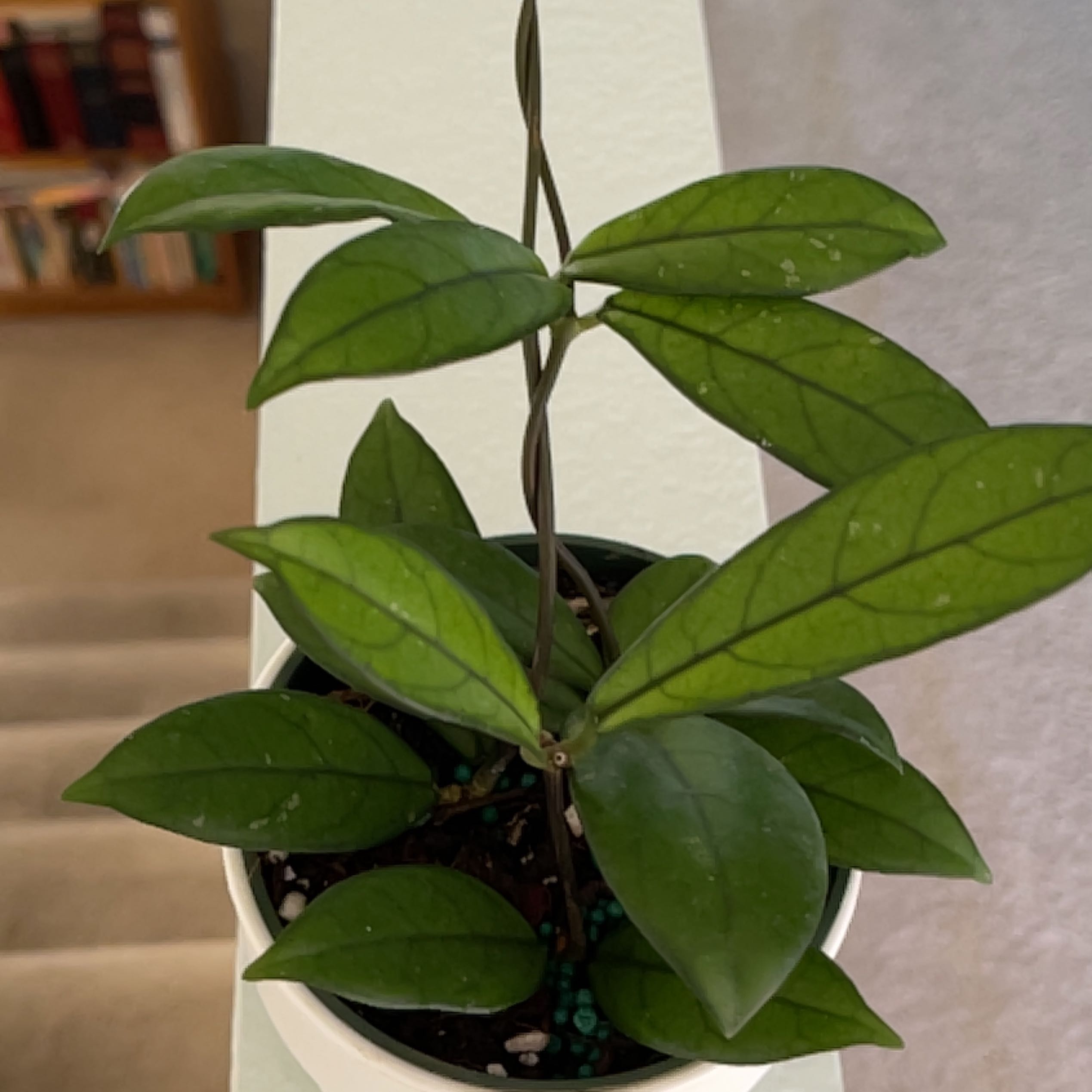 Hoya crassipetiolata plant in a white pot with healthy green leaves.