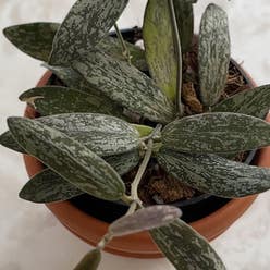 hoya sigillatis plant
