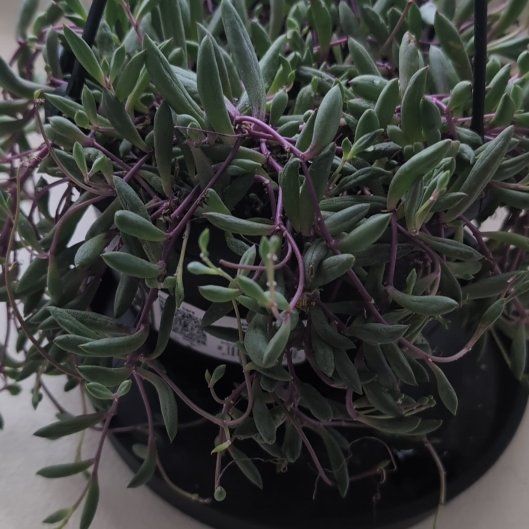 Photo of the plant species Senecio Purple Flush by @TidyPhlox31 named Mochi on Greg, the plant care app