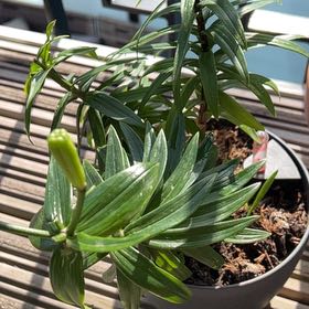 Photo of the plant species Easter Lily by Robert named Harmony on Greg, the plant care app