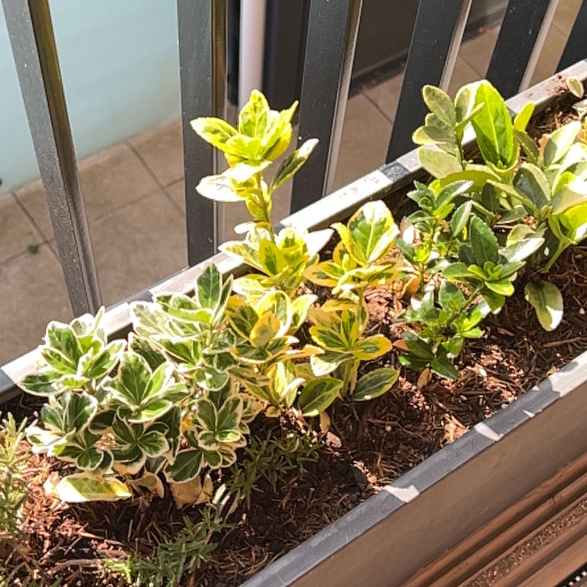Photo of the plant species Japanese Spindle by Robert named Willow on Greg, the plant care app