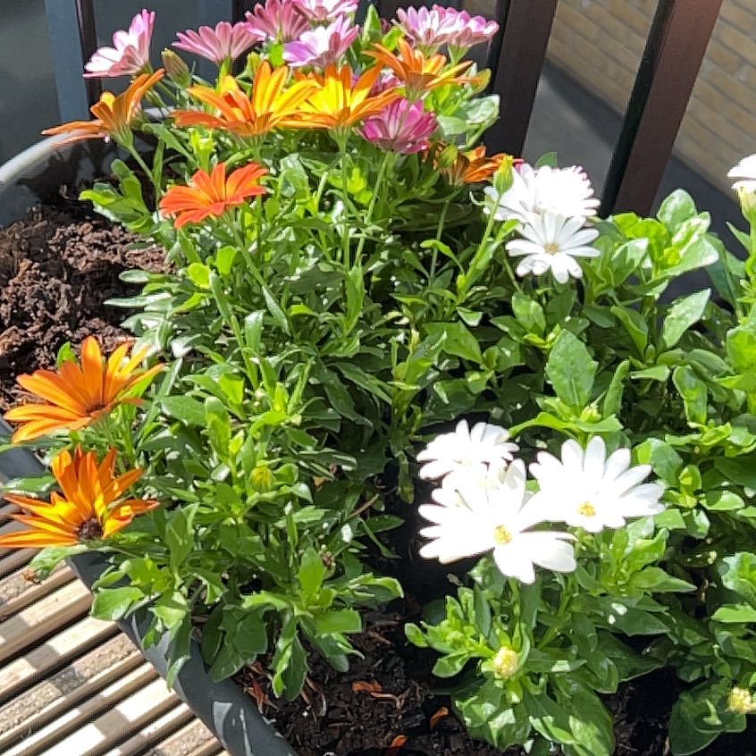 Photo of the plant species Paris Daisy by Robert named Prince on Greg, the plant care app