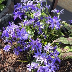 Photo of the plant species Michaelmas Daisy by Robert named Forrest on Greg, the plant care app