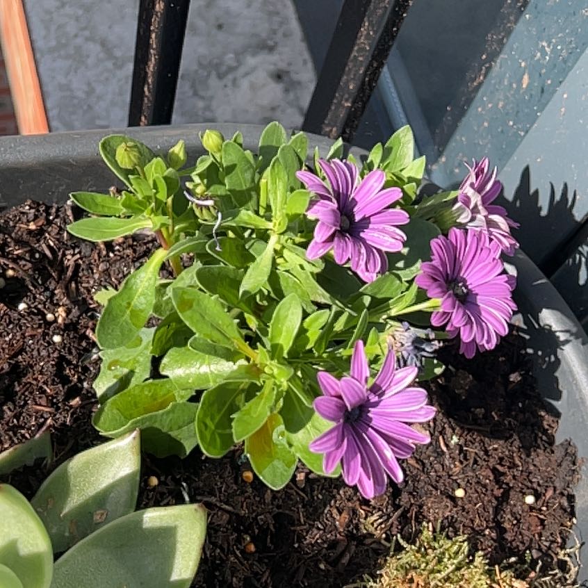 Photo of the plant species Giant Crego Aster by Robert named Marley on Greg, the plant care app