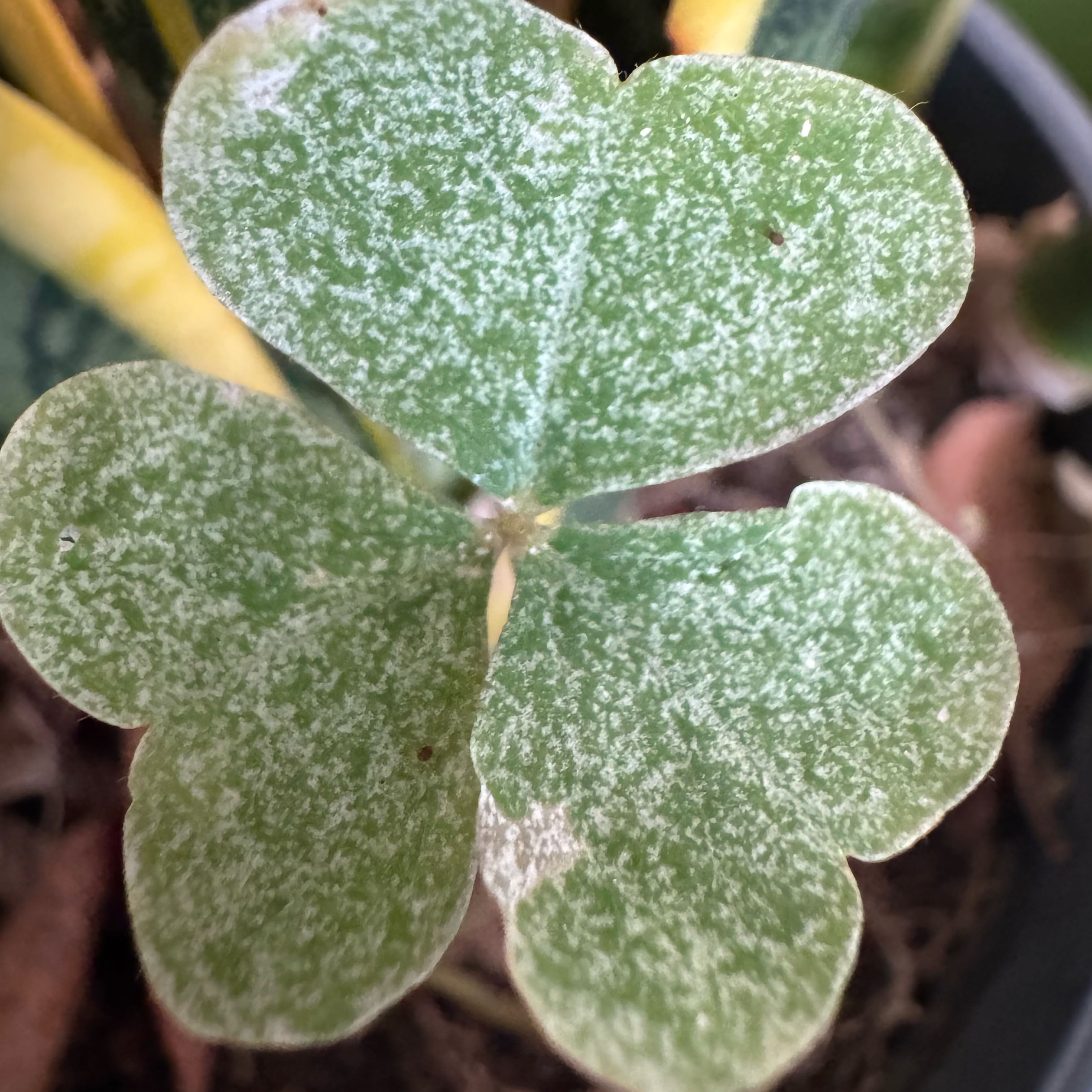 Photo of the plant species Violet Woodsorrel by @JovialBaybean28 named Denali on Greg, the plant care app