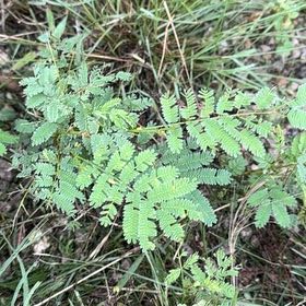 Photo of the plant species Florida Mimosa by @PiousSkypilot18 named Wall-E on Greg, the plant care app