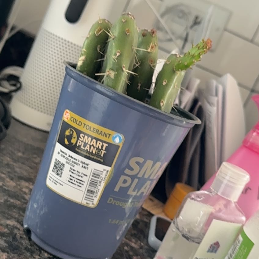 Photo of the plant species Opuntia quitensis 'Johnson's Hybrid' by @PetEllisia36 named Curtis on Greg, the plant care app