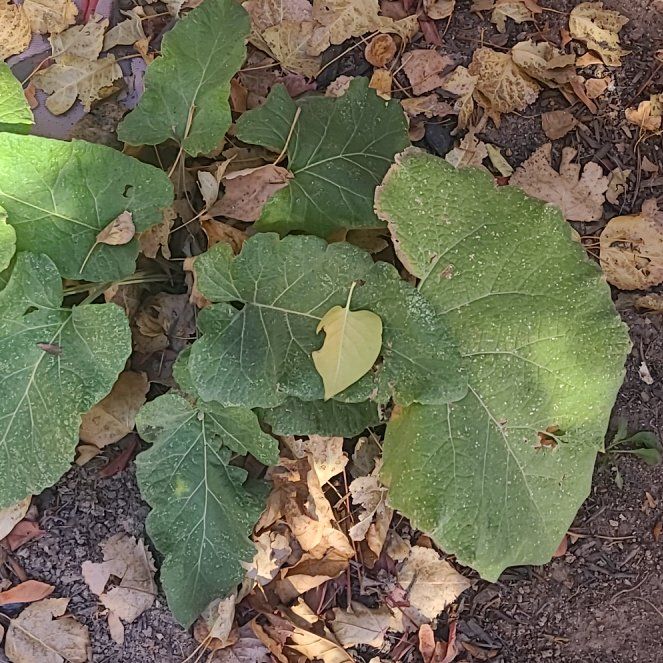 Photo of the plant species Lesser Burdock by @EagerDesertrose named Foxxy on Greg, the plant care app