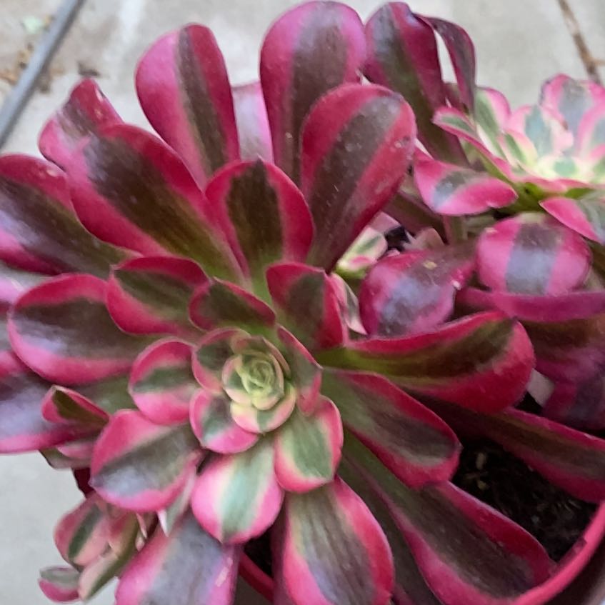 Photo of the plant species Aeonium 'Carnival' by @HotCandytuft94 named Emerson on Greg, the plant care app
