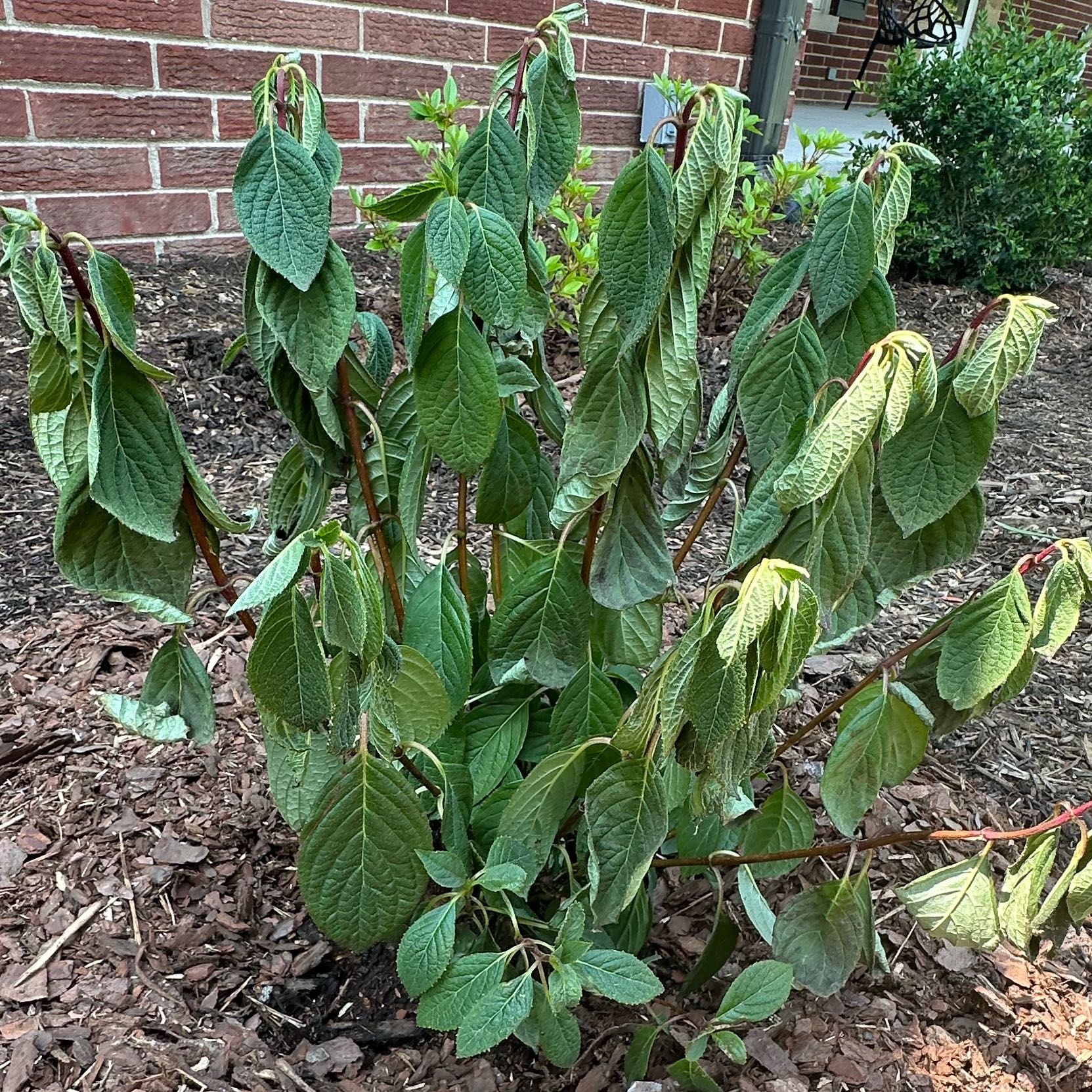 Photo of the plant species Hydrangea 'Little Quick Fire' by @SavvyTexasash77 named Come Back on Greg, the plant care app