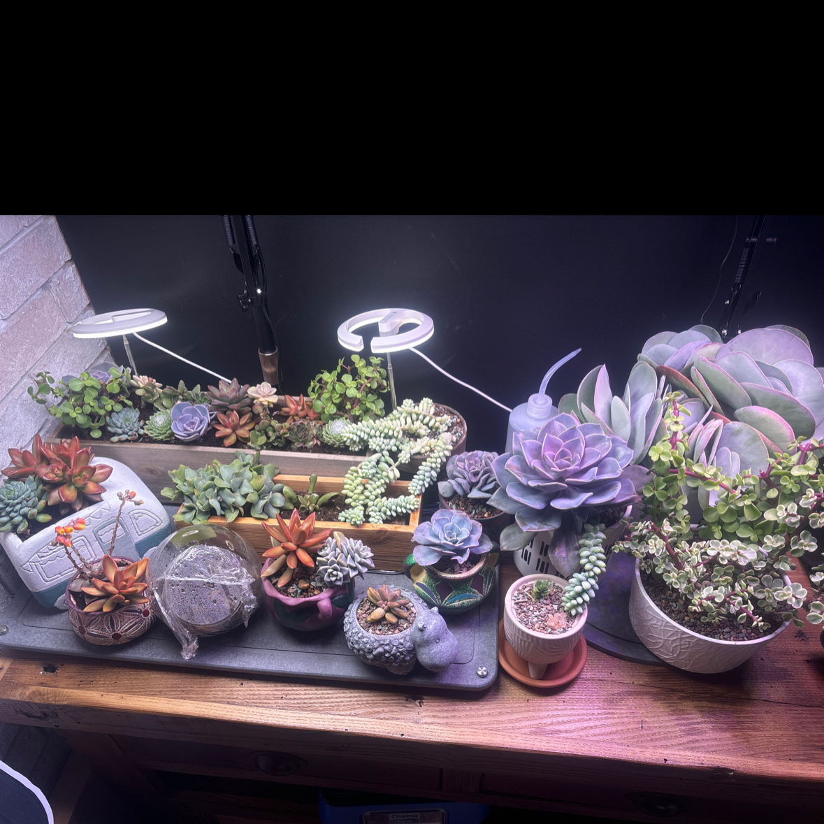 Aristotles Garden