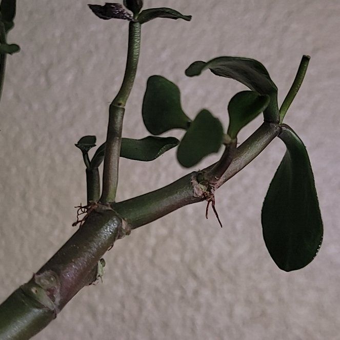 Photo of the plant species Jade Plant by @PrimoKale12 named Kendall on Greg, the plant care app