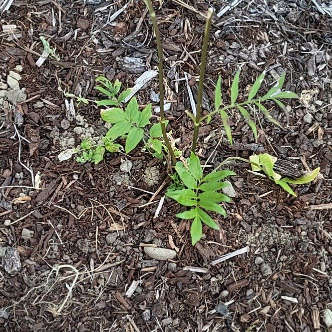 Photo of the plant species Garden Valerian by @PrimoKale12 named Sanders on Greg, the plant care app