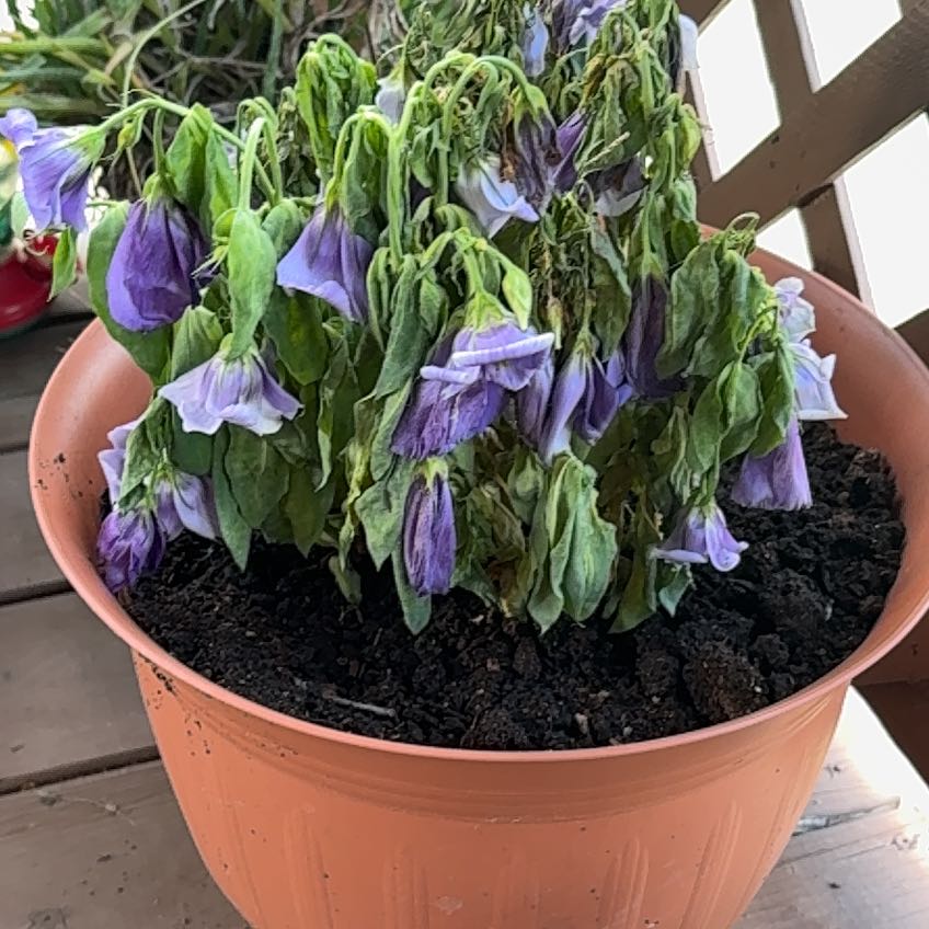 Photo of the plant species Lisianthus 'Lilac Shadow' by @TimelyLimabean named Fernie Mercury on Greg, the plant care app