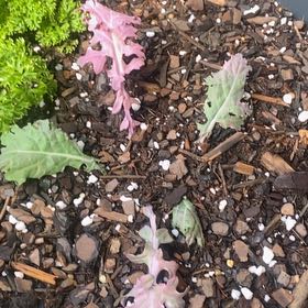 Photo of the plant species Condor Red Kale by @Yummiegarden named Mando on Greg, the plant care app