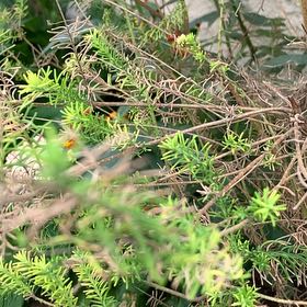 Photo of the plant species Rice Flower by @EagerGuayule26 named Shakira on Greg, the plant care app
