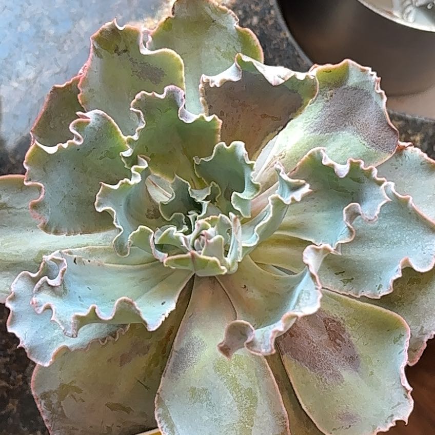 Photo of the plant species Echeveria 'Sahara' by @PetCliantro21 named Green Cabbage on Greg, the plant care app