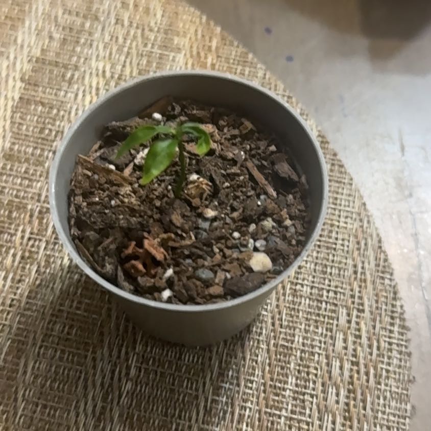 Photo of the plant species Grapefruit Tree by @HeartyRedsage2 named Remington on Greg, the plant care app