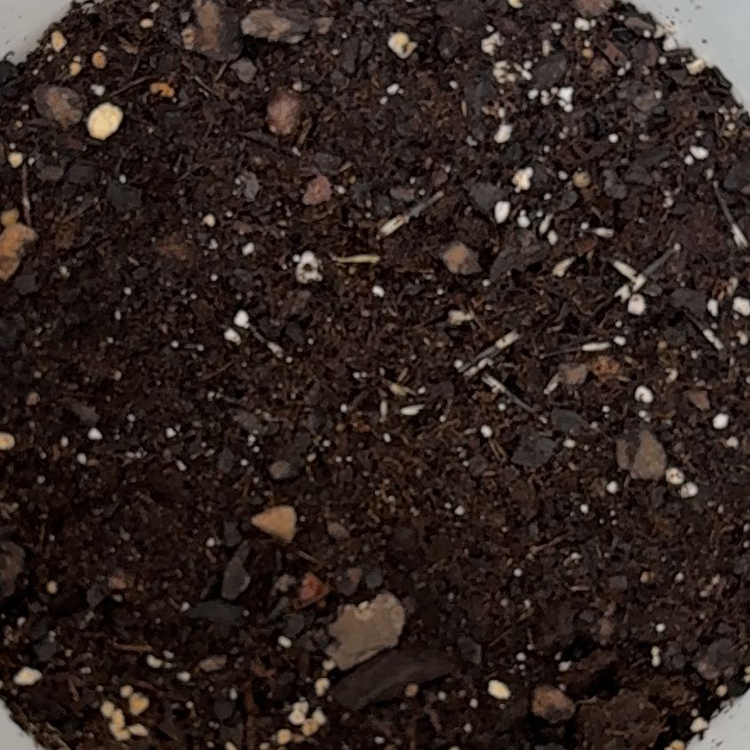 Photo of the plant species Desert Marigold by @GrandQuince47 named Eva on Greg, the plant care app
