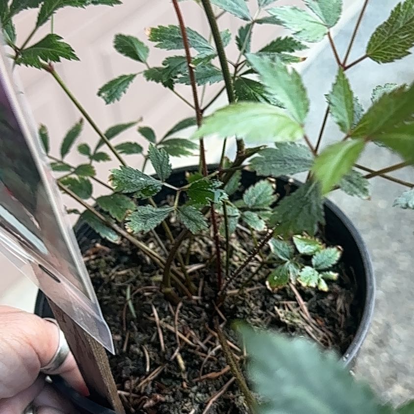 Photo of the plant species Yellowroot by @OpportuneFord90 named Navajo on Greg, the plant care app