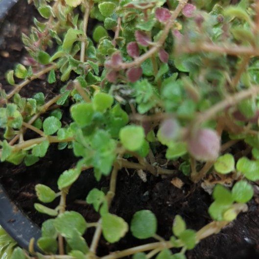 Photo of the plant species Ivy-Leaved Speedwell by @HopefulWaxvine named Terra on Greg, the plant care app